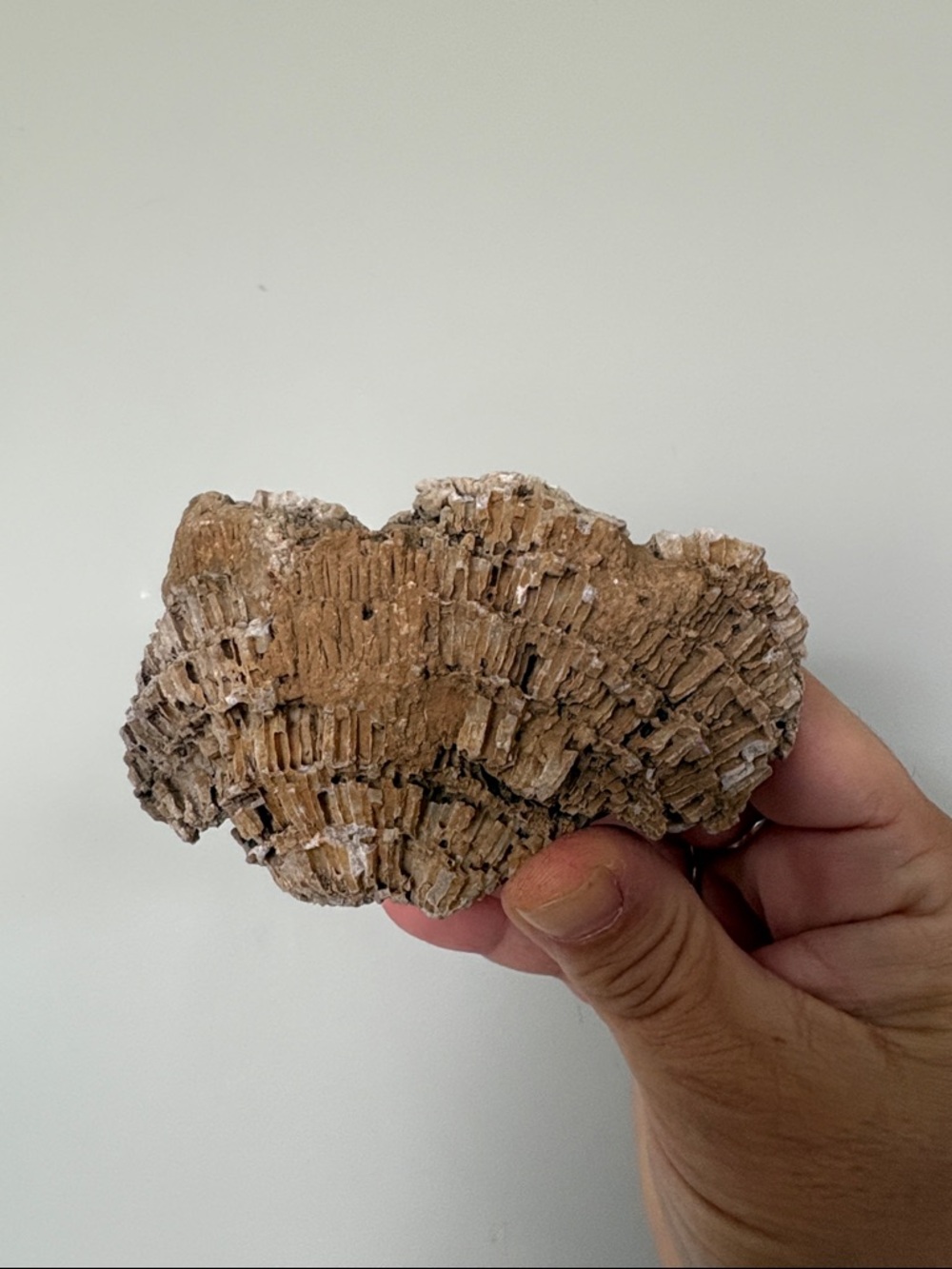 Fossilized coral 🪸 186grams